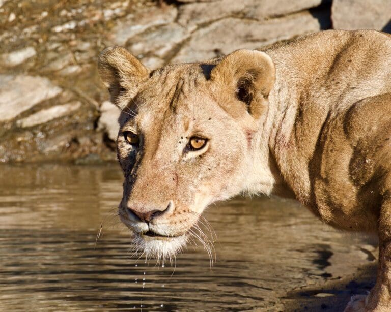Lion in Masai Mara