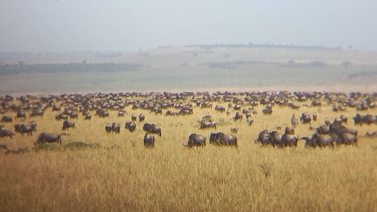 The Big Migration