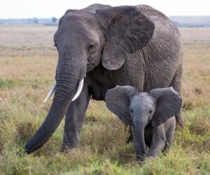 Elephant in the Mara