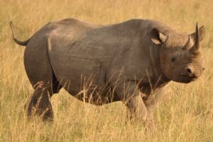 Rhino in the Mara