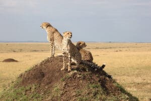 Cheetah