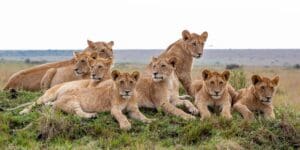 Lions in the Mara