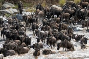 Migration