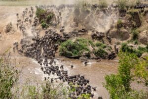 Migration