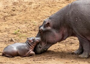 Hippos in the Mara