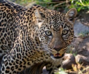 Leopard in the Mara