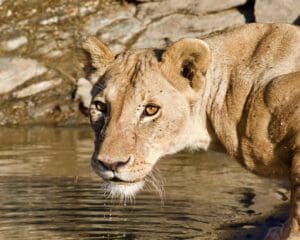 Lions in the Mara
