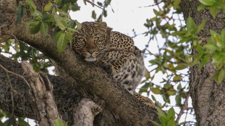 The Ultimate Safari Gift: Celebrate the Festive Season at Sentinel Mara Camp