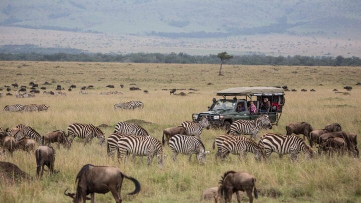 A Look Into Wildlife Territory in the Mara During the Great Migration