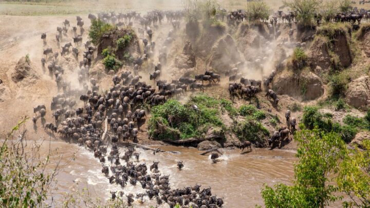 A Traveller’s Guide to the Great Migration in Kenya
